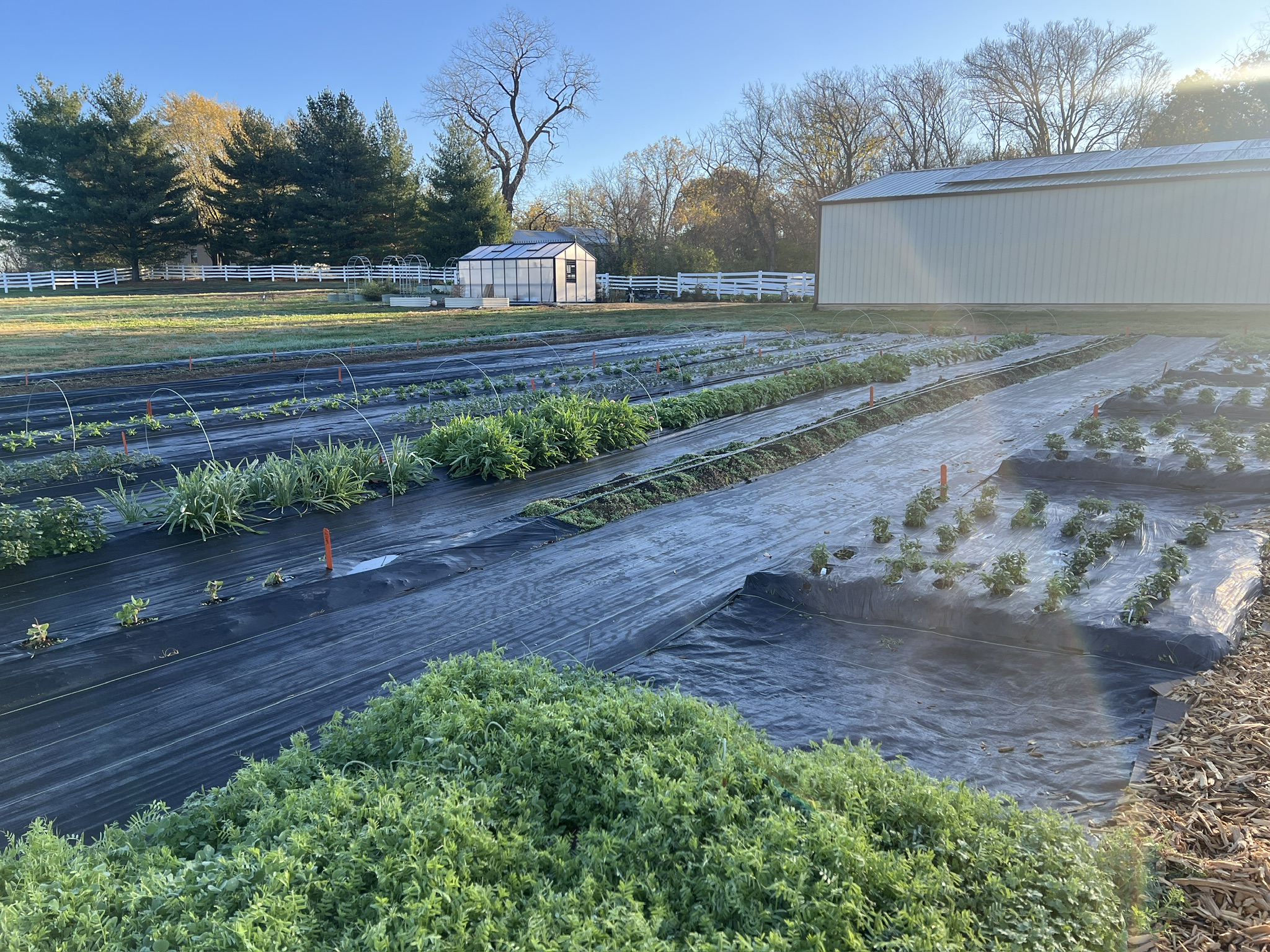 Spring flower beds at Goldfinch Hill flower farm, with young plants growing in landscape fabric, a greenhouse, and a white barn and small greenhouse in the background.