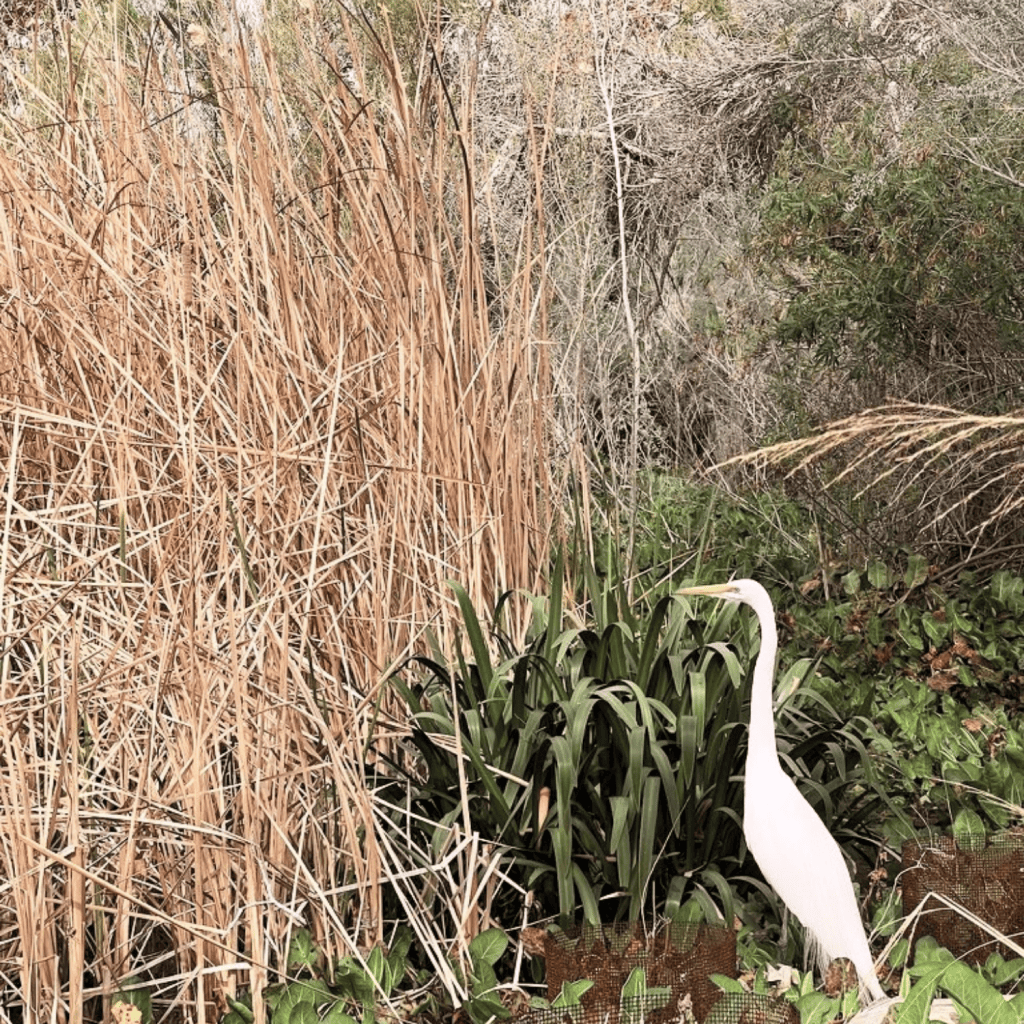 garden visit | bird in habitat at the phoenix botanical gardens