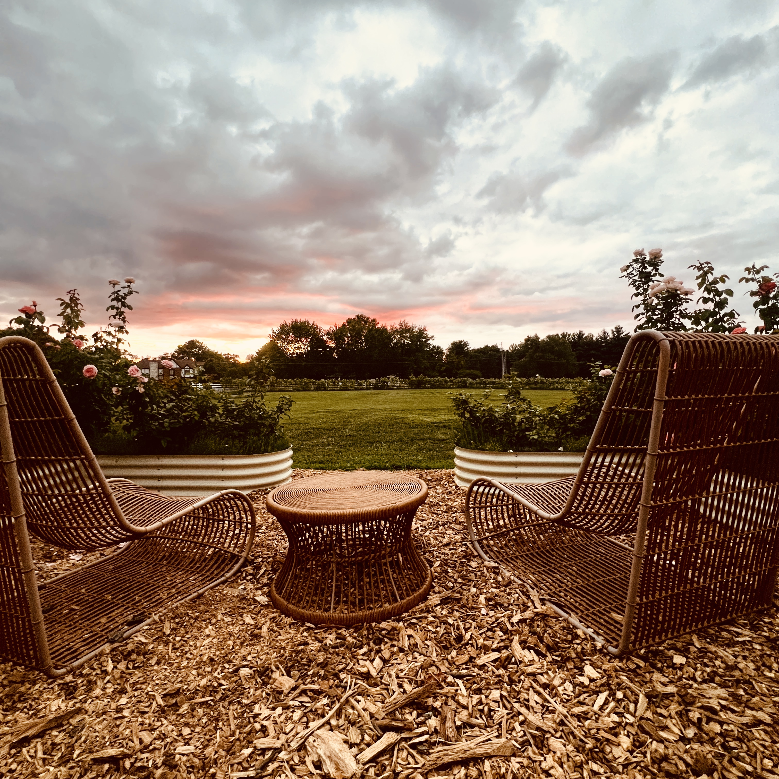 sunset in the garden looking through roses in vego garden beds
