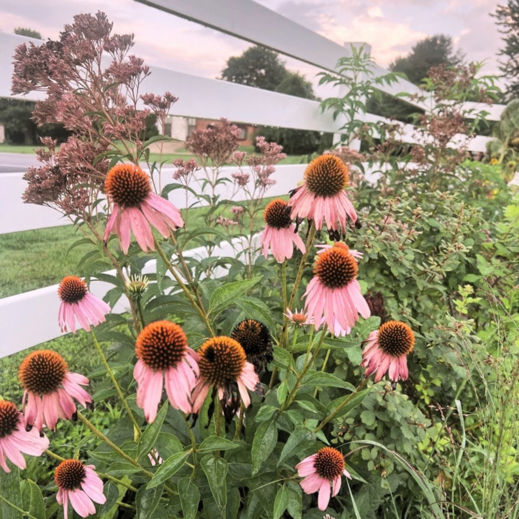 Pink purple coneflowers growing in a native garden